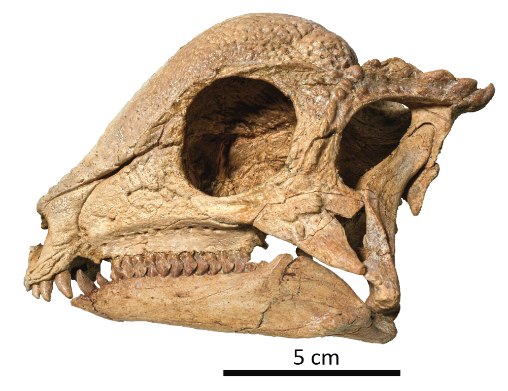 The skull of pachycephalosaur <em>Zavacephale rinpoche.</em>